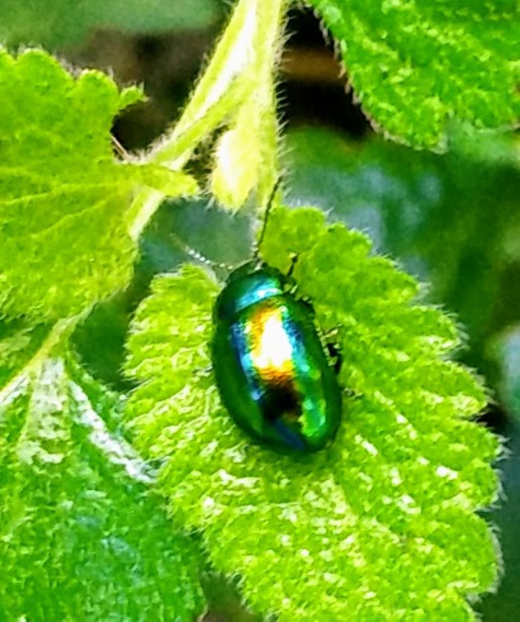 Chrysomelidae: Chrysolina herbacea? No, Chrysolina fastuosa